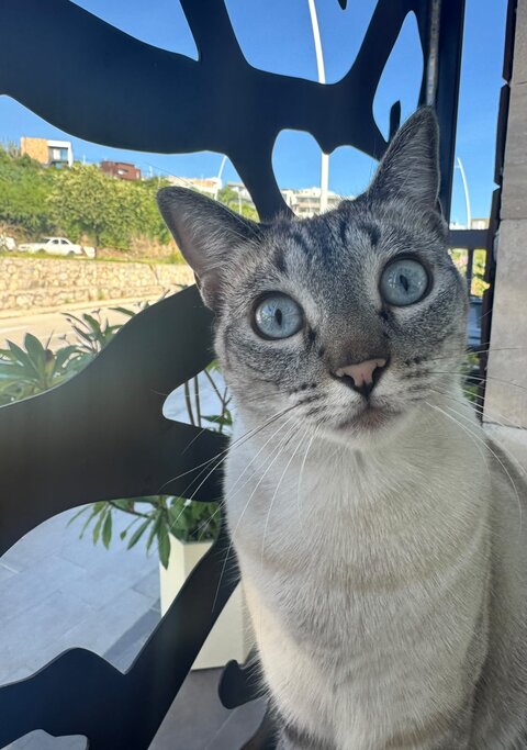 Nala